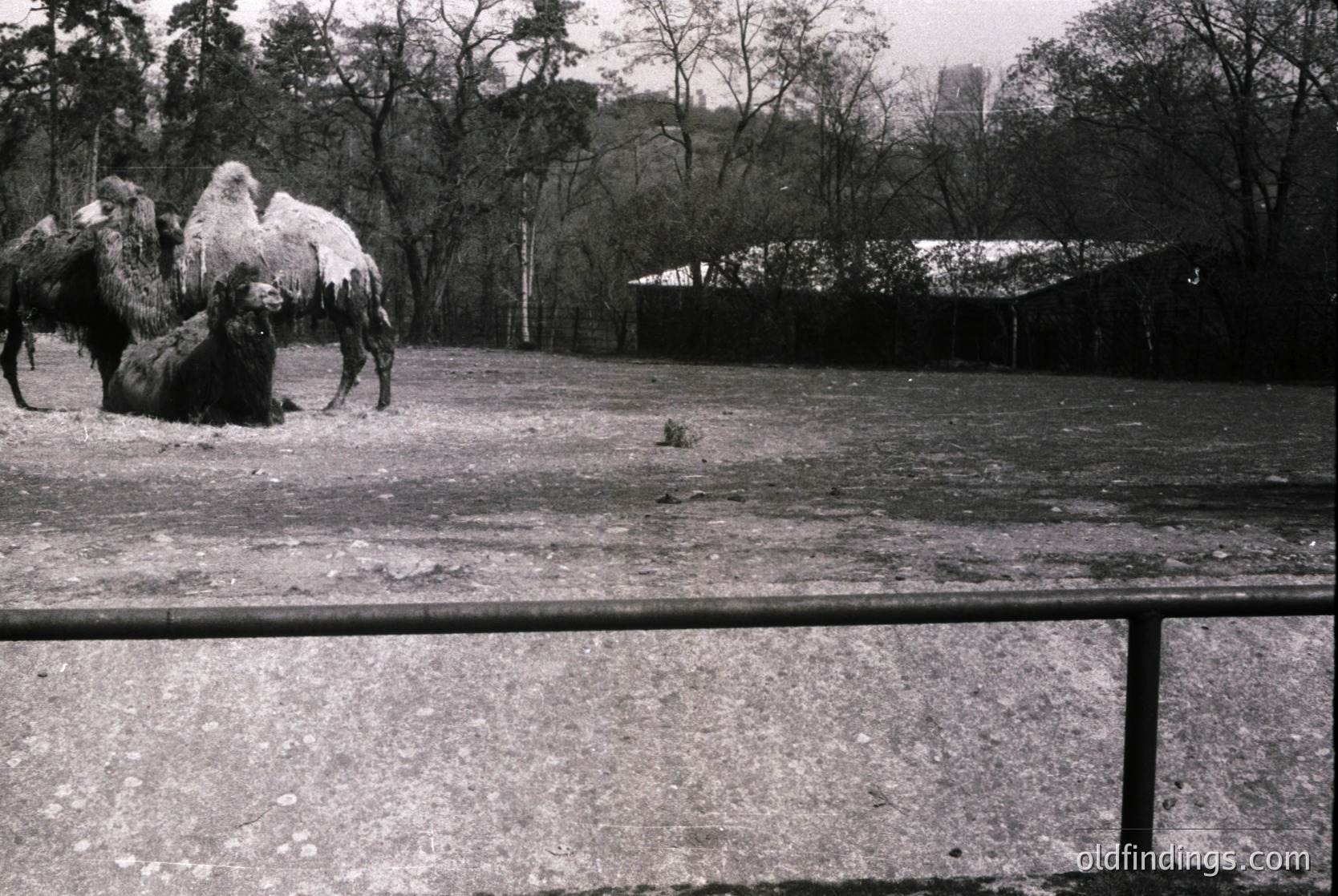 Two Bactrian camels (with double humps) in a fenced enclosure, likely a zoo or exhibition. Snow covers their backs, suggesting cold weather. Urban skyline visible in background, indicating mid-20th century city setting. Concrete barrier in foreground.