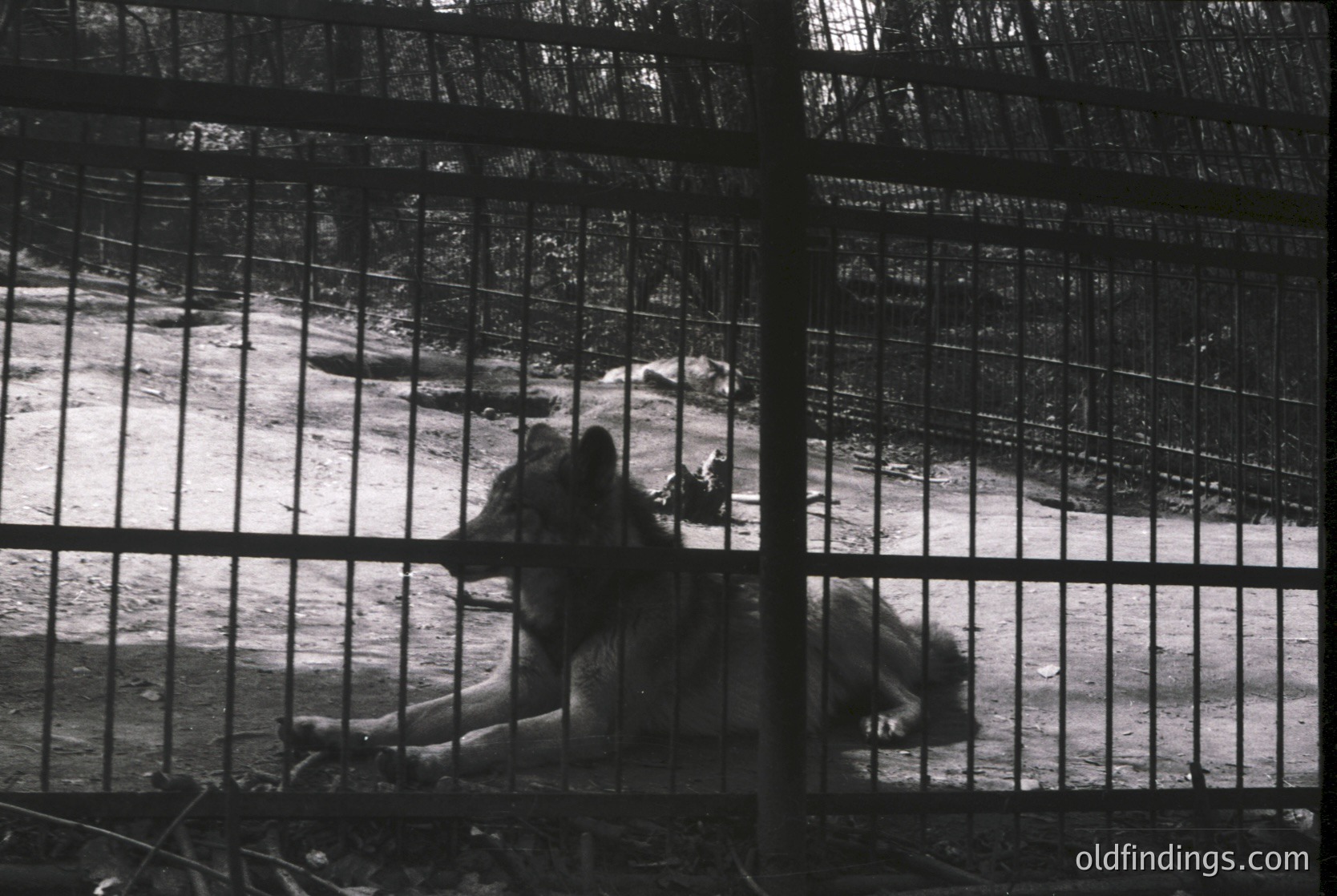 Two individuals seated on concrete ledges behind industrial-style metal fencing, framed by vertical bars. The setting appears to be an outdoor enclosure, possibly a zoo or animal facility, with a forested background. The composition emphasizes confinement and restraint. Likely mid-20th century based on style.