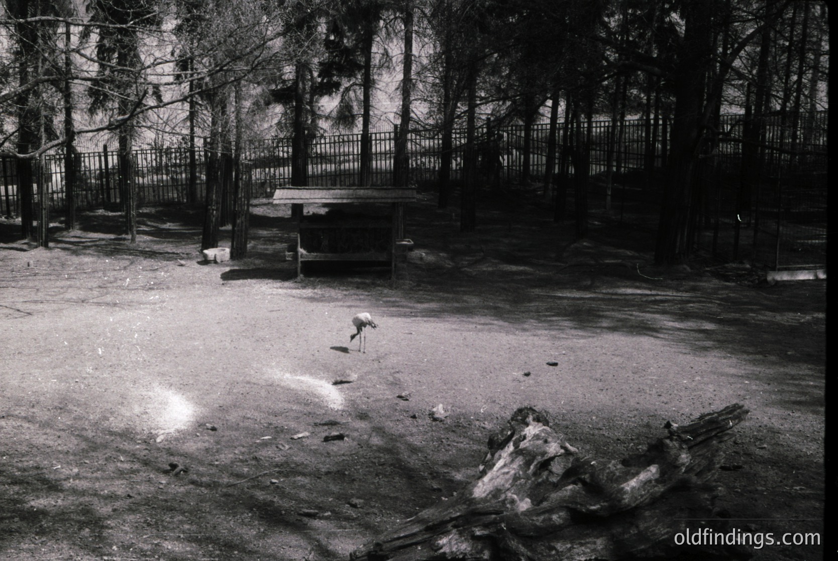 Black-and-white shot of a zoo enclosure featuring a lone pelican standing on sandy ground. Fenced perimeter with a wooden shelter in background. Fallen tree trunk and sparse foliage suggest late season.