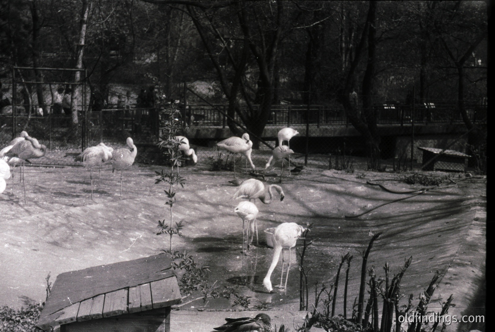 Black-and-white shot of flamingos in a shallow zoo enclosure, likely mid-20th century. Birds wade and rest near a wooden bench and metal fencing. Lush greenery and a bridge in background suggest a landscaped urban park setting.