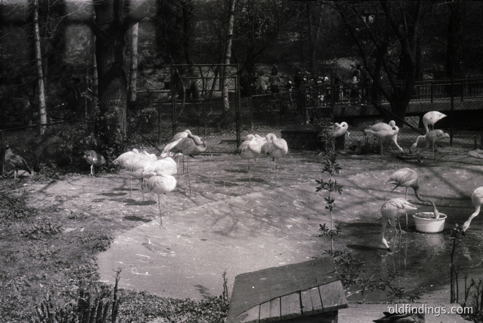 Black-and-white shot of a zoo enclosure with six flamingos in a shallow pool area, likely mid-20th century. Wooden fencing and feeding troughs visible. Naturalistic habitat design with rocks and sparse vegetation.