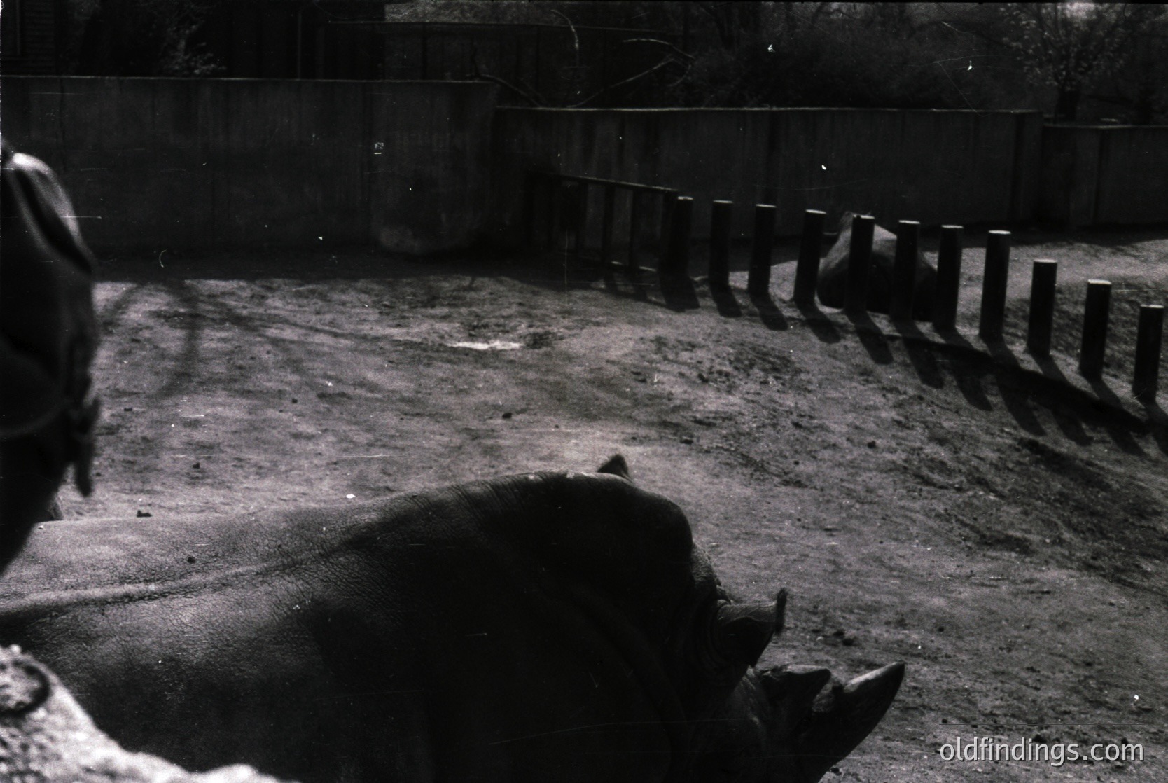 Black-and-white shot of a horse’s rear end and hind legs in a confined, fenced enclosure, likely a stable or corral. Concrete floor and wooden railings suggest mid-20th century agricultural or equestrian facility. Low-angle composition emphasizes scale and restraint.