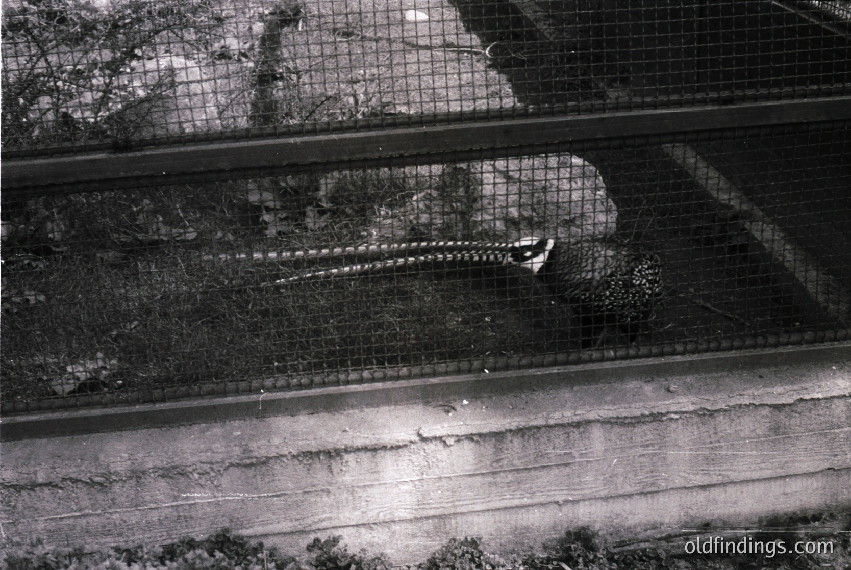 Black-and-white shot of a large, elongated fish—likely a sturgeon—resting in a mesh enclosure atop a concrete surface, possibly a dock or pier. The fish’s textured scales and elongated body are clearly visible. The setting suggests a fishing or aquaculture facility, potentially from the mid-20th century.