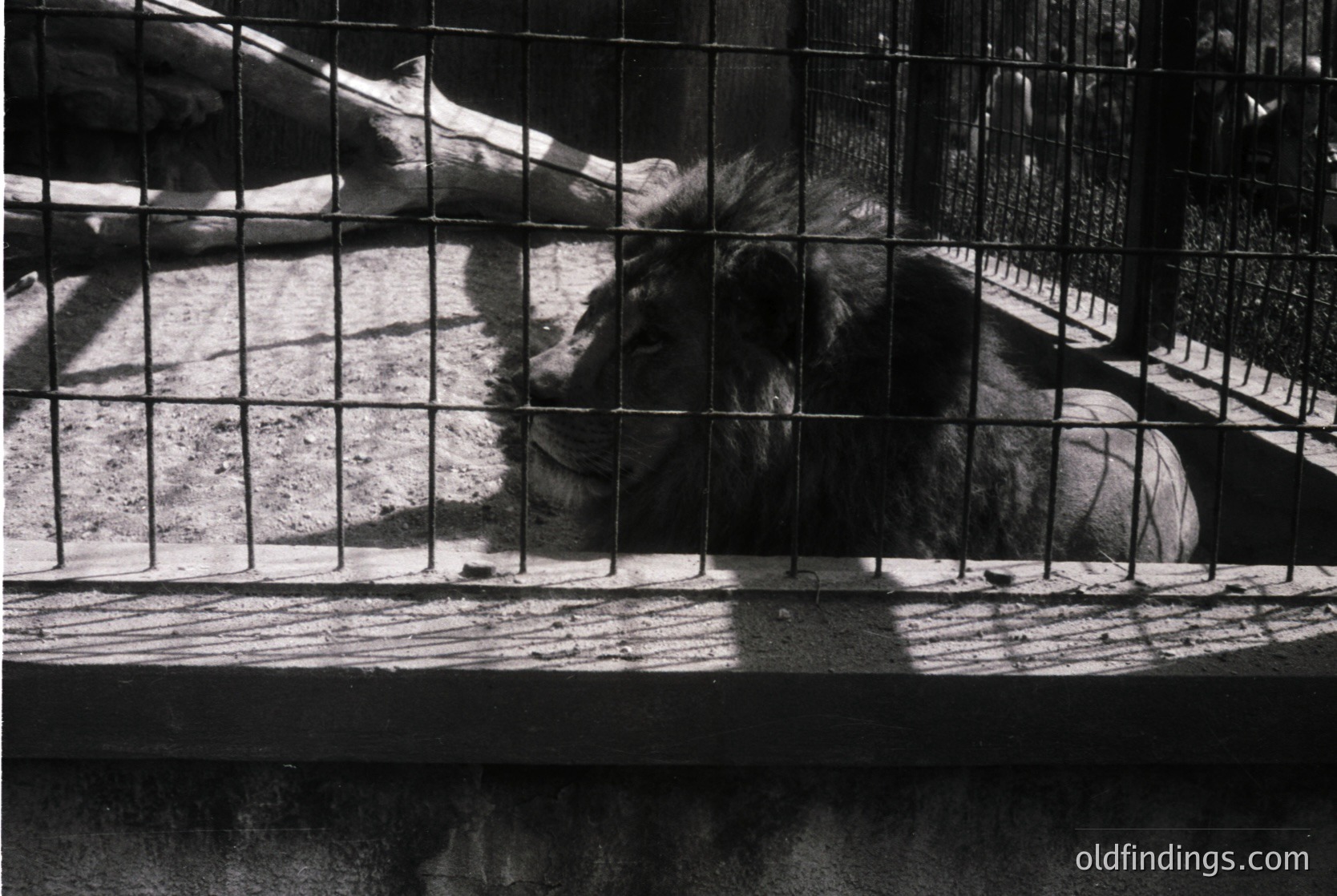Black-and-white shot of a lion resting behind metal bars, likely in a mid-20th century zoo enclosure. The lion’s relaxed posture contrasts with the confined space, emphasizing themes of captivity.