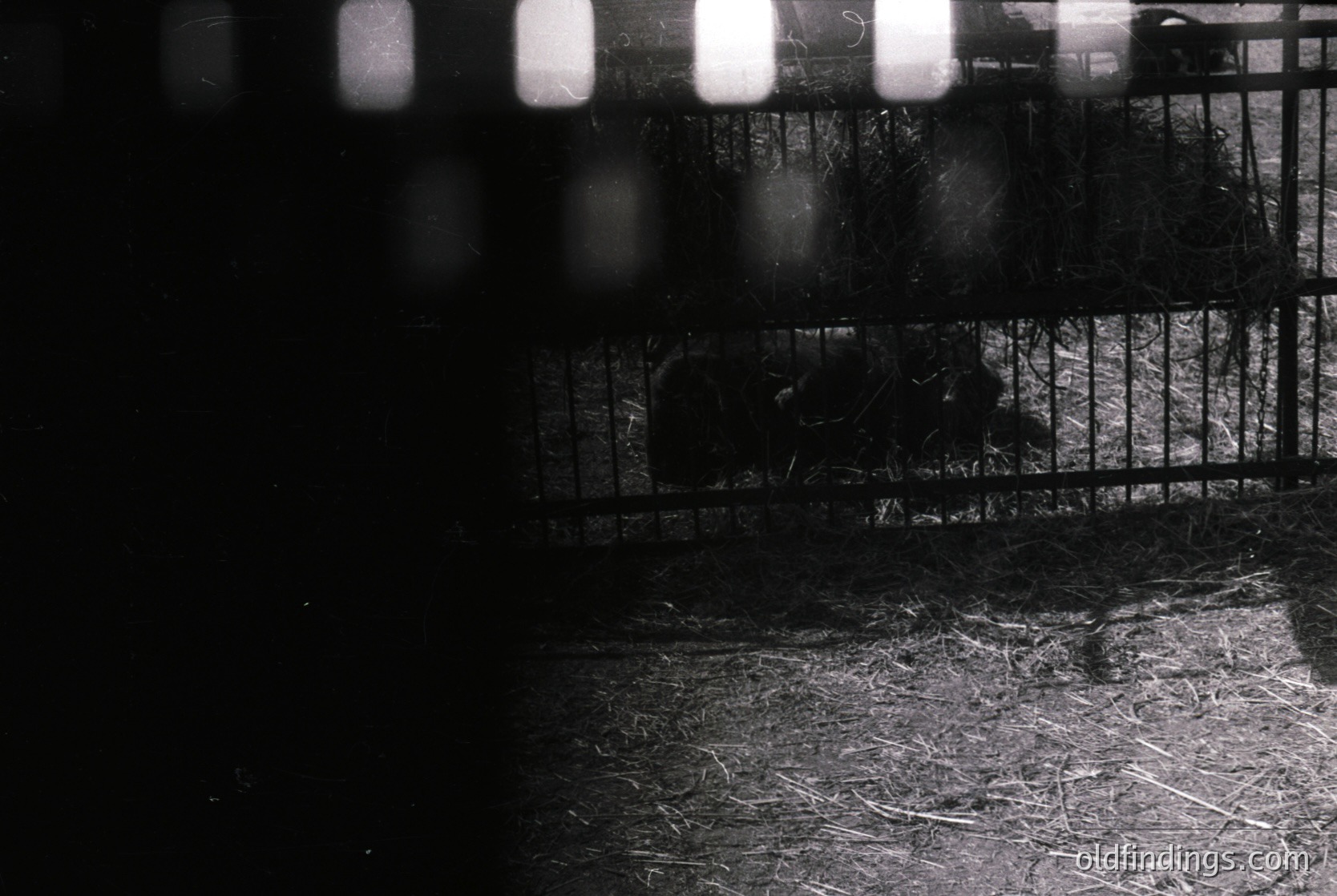Blurred black-and-white shot of a caged animal enclosure, likely a zoo or wildlife exhibit. Visible bars and hay-covered floor suggest a small, confined space. Light reflections on bars hint at overhead lighting. Style resembles mid-20th century documentary photography. Ideal for historical research on animal care or vintage design references.