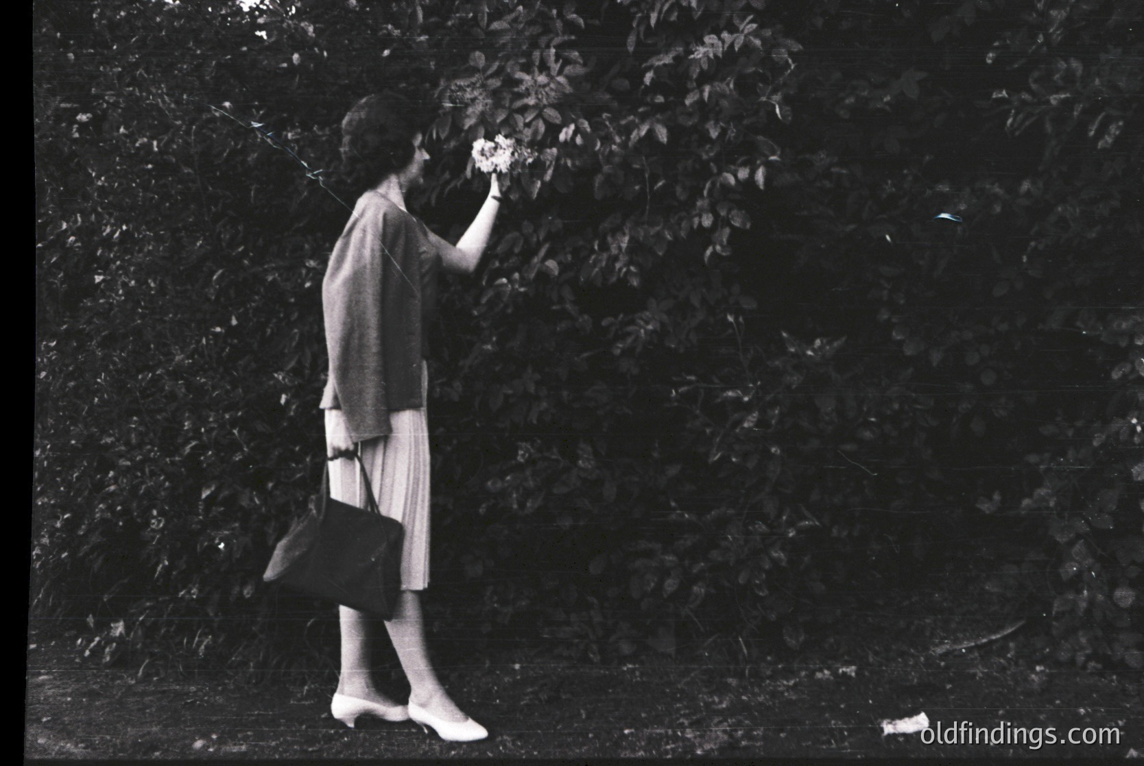 Black-and-white candid of a woman in mid-1960s fashion—pleated skirt, cardigan, and handbag—reaching for blossoms in a lush, dense hedge. Soft focus and natural lighting evoke a timeless, candid moment. Potential mid-century European or North American setting.