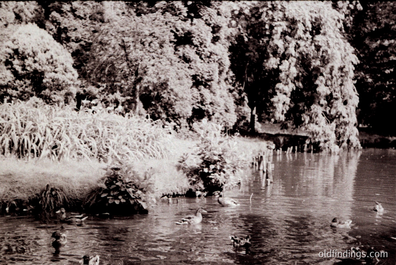 Vintage black-and-white pond scene with ducks swimming near lush, overgrown foliage. Reflections in calm water suggest early 20th-century photography style. Dense greenery frames a small wooden bridge or dock in background.
