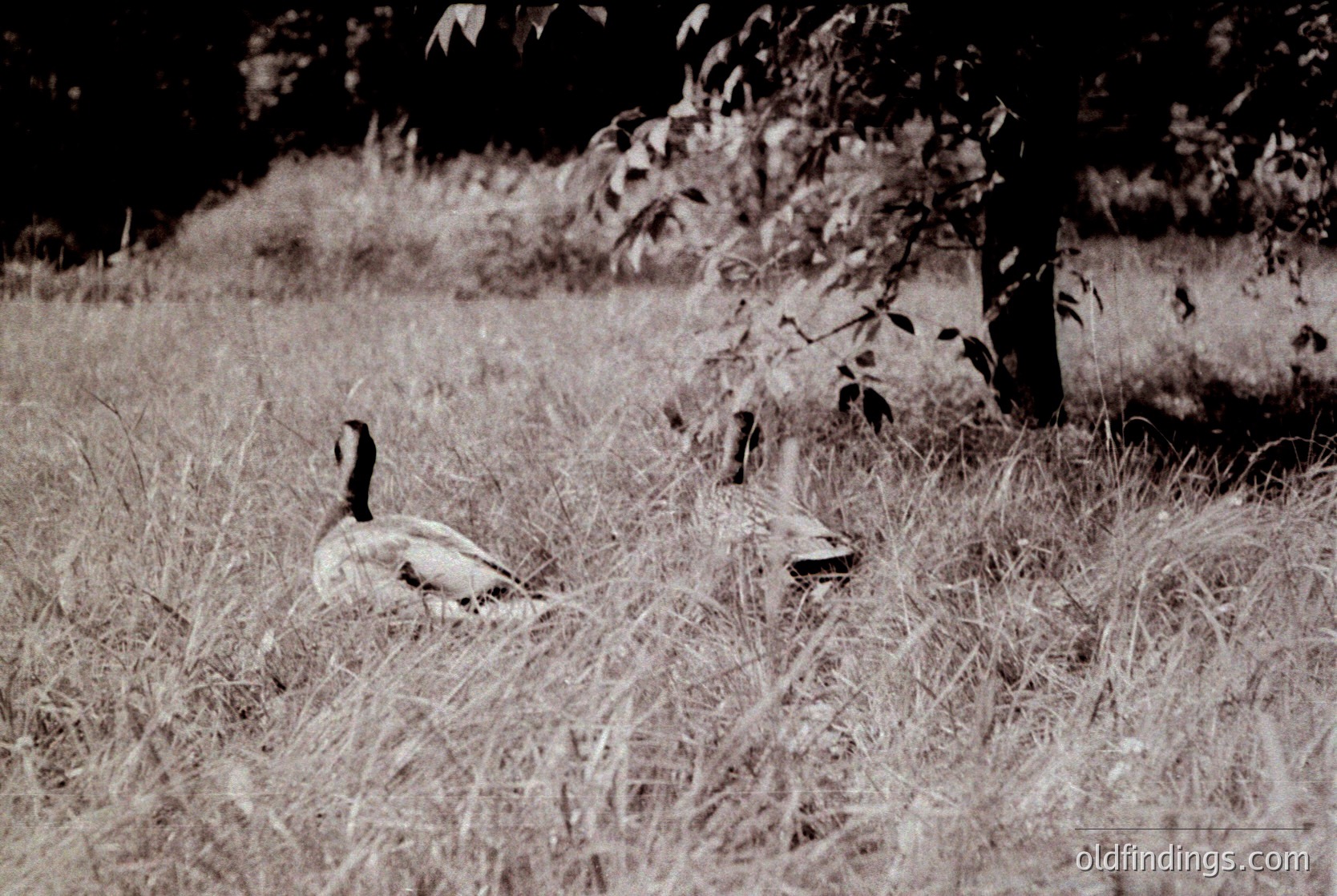 Vintage black-and-white shot of a solitary goose resting in tall grass, silhouette against dappled light. Naturalistic composition with blurred background emphasizing motion. Ideal for wildlife, nature, or documentary-style visuals.