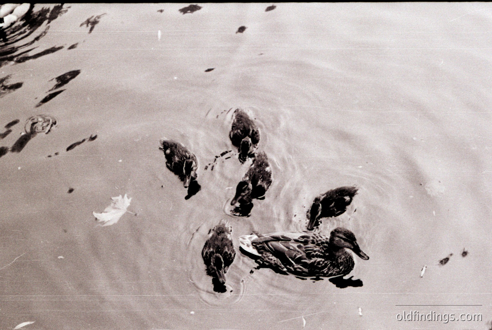 Four ducklings and an adult duck wade in shallow water, creating ripples. Black-and-white composition highlights textures—feathers, water ripples, and sand. Likely a coastal or lakeside setting.