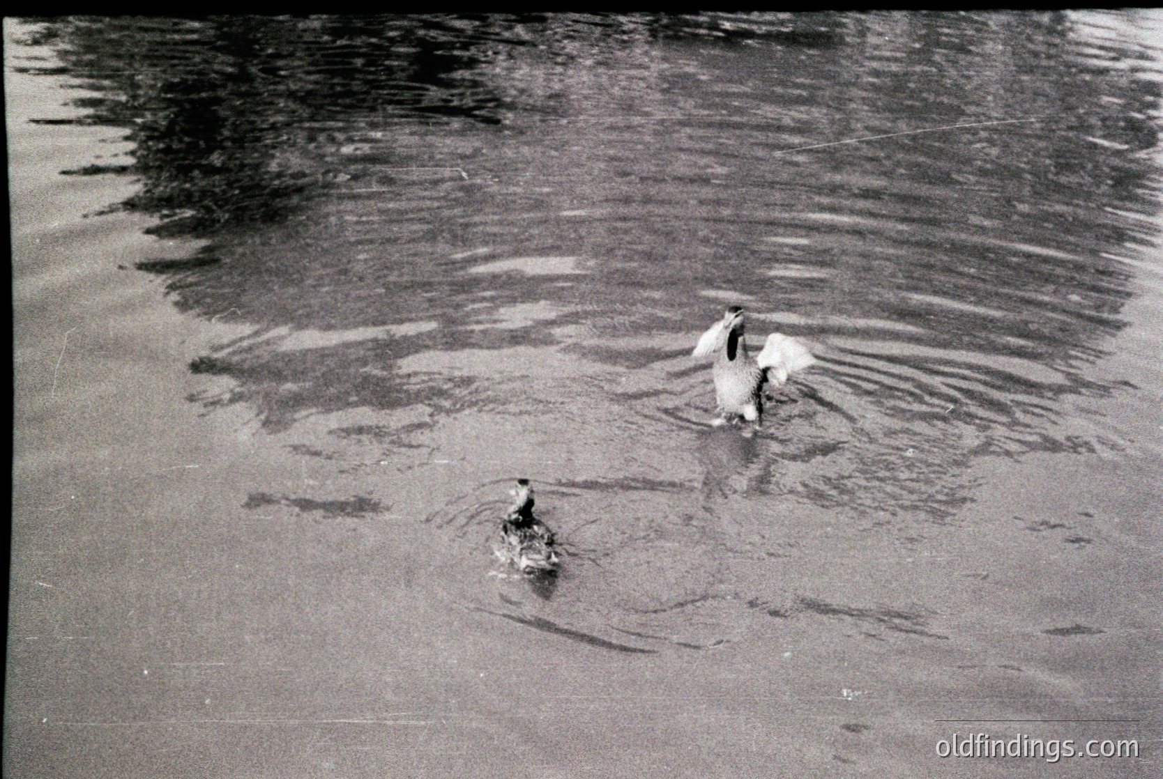 Black-and-white shot of two dogs wading in shallow water near a sandy shore, likely a lake or riverbank. The dog on the left appears larger, with a darker coat, while the second dog is smaller and lighter. The scene suggests mid-20th century outdoor activity, possibly or .