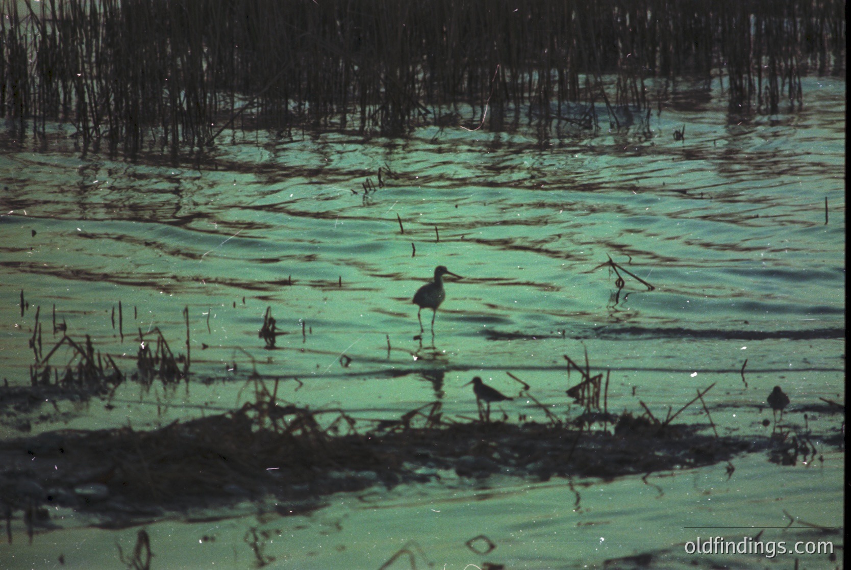 A solitary wading bird stands in shallow, murky marsh water surrounded by dense mangrove roots. The scene captures wetland ecology with intricate root networks and scattered debris. Likely a coastal or tropical wetland habitat.