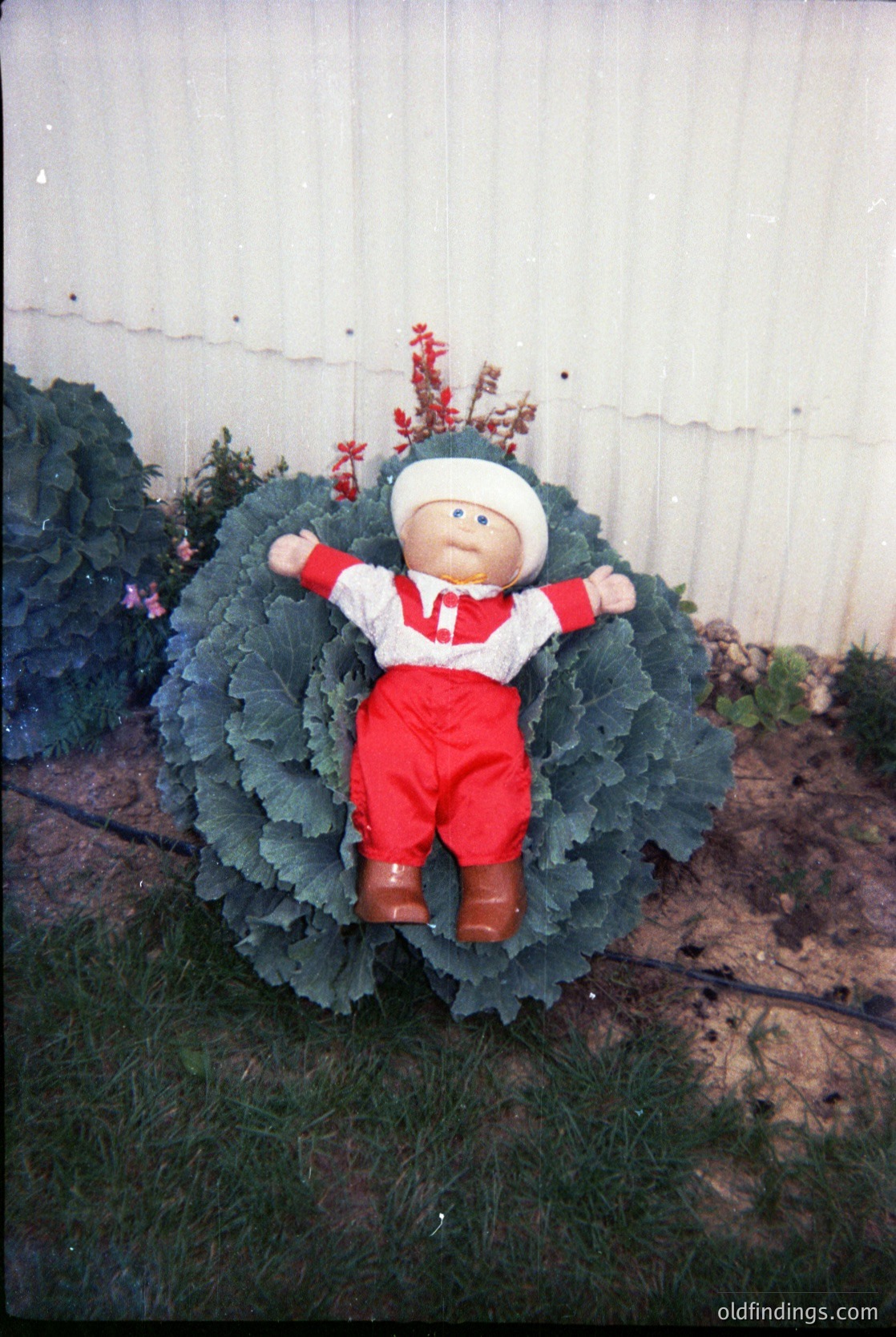 Vintage stuffed toy dressed in red overalls and a white cap seated atop a large cabbage head, surrounded by greenery. The toy’s design suggests 1970s–1980s mass-produced children’s playthings. Industrial backdrop hints at a garden or agricultural setting.