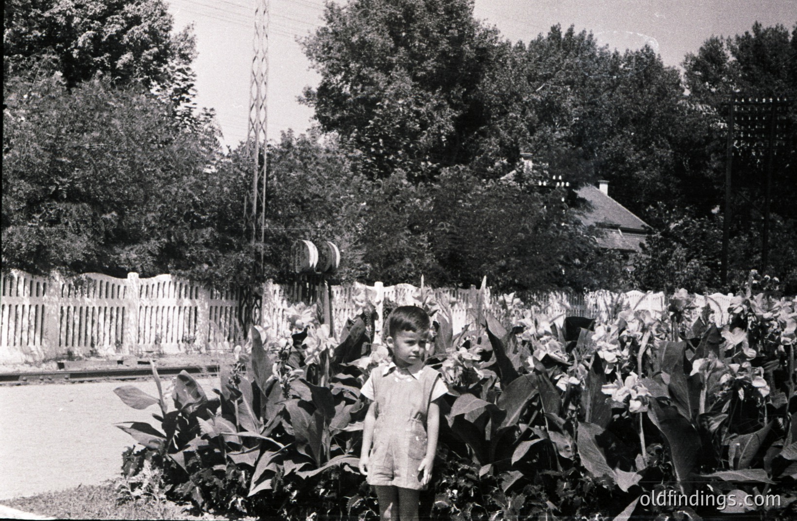 A young boy stands amidst tall foliage in a garden, likely mid-1960s. He wears shorts and a collared shirt. Behind him, a picket fence borders a courtyard, with a traditional building and trees visible. Classic nostalgic family portrait.