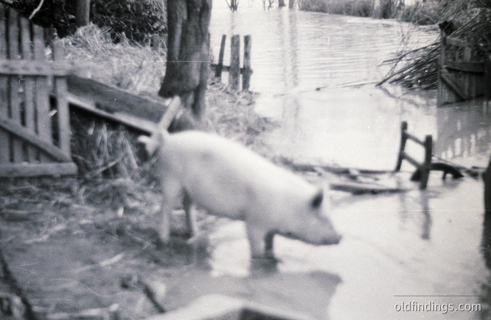 A young pig wades through floodwater next to a wooden fence and dilapidated structure. Likely a rural farm scene; the image exhibits photographic degradation and tonal contrast typical of mid-20th century amateur photography. Subject matter appealing for vintage stock or design use.