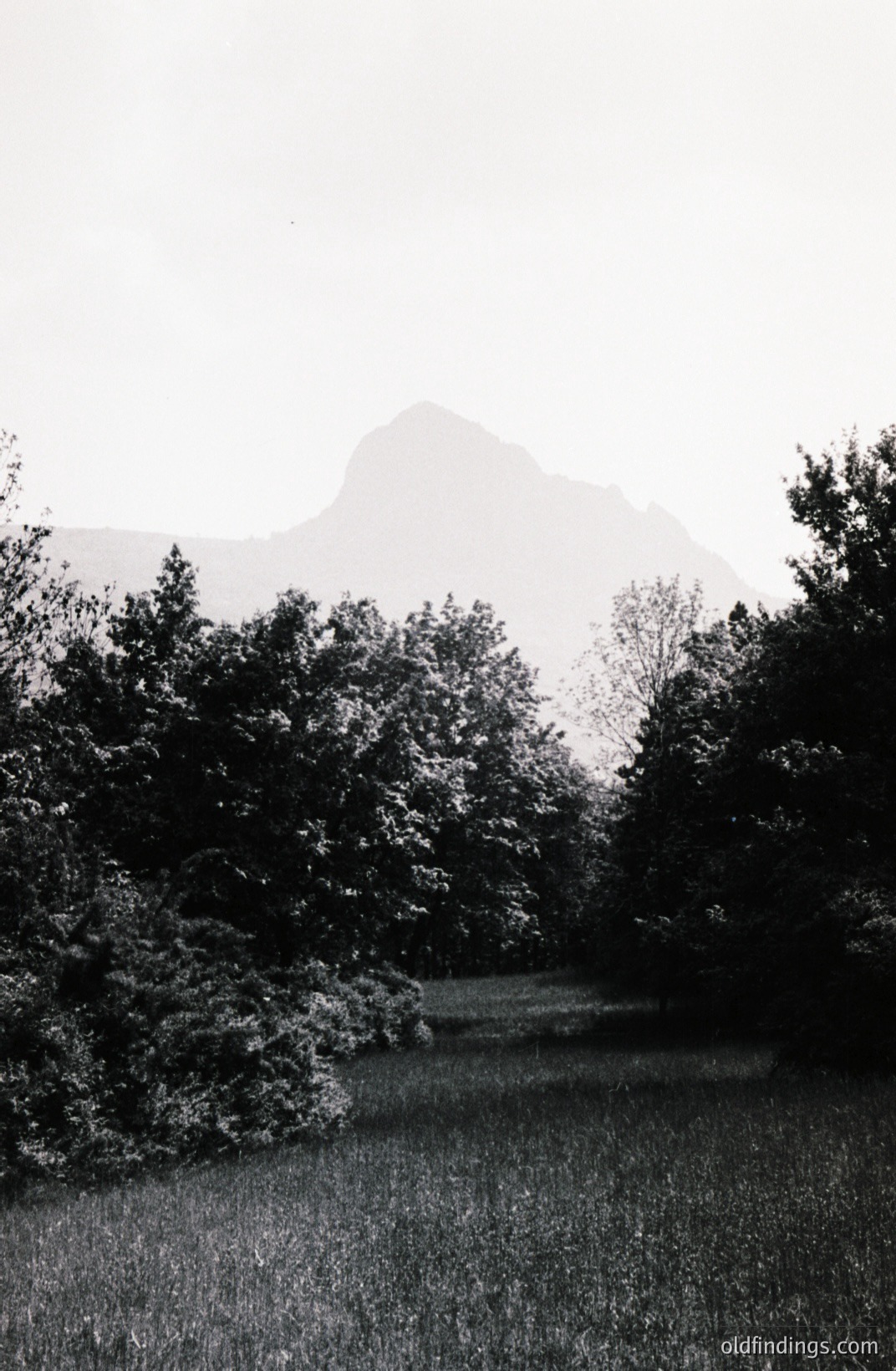 Dramatic, monochrome landscape features tall grasses foregrounding a dense grove of trees. A sharply defined mountain peak dominates the background, shrouded in atmospheric haze. Likely captured in the mid-20th century, evocative of travel or nature photography. Potential use for design or historical context.