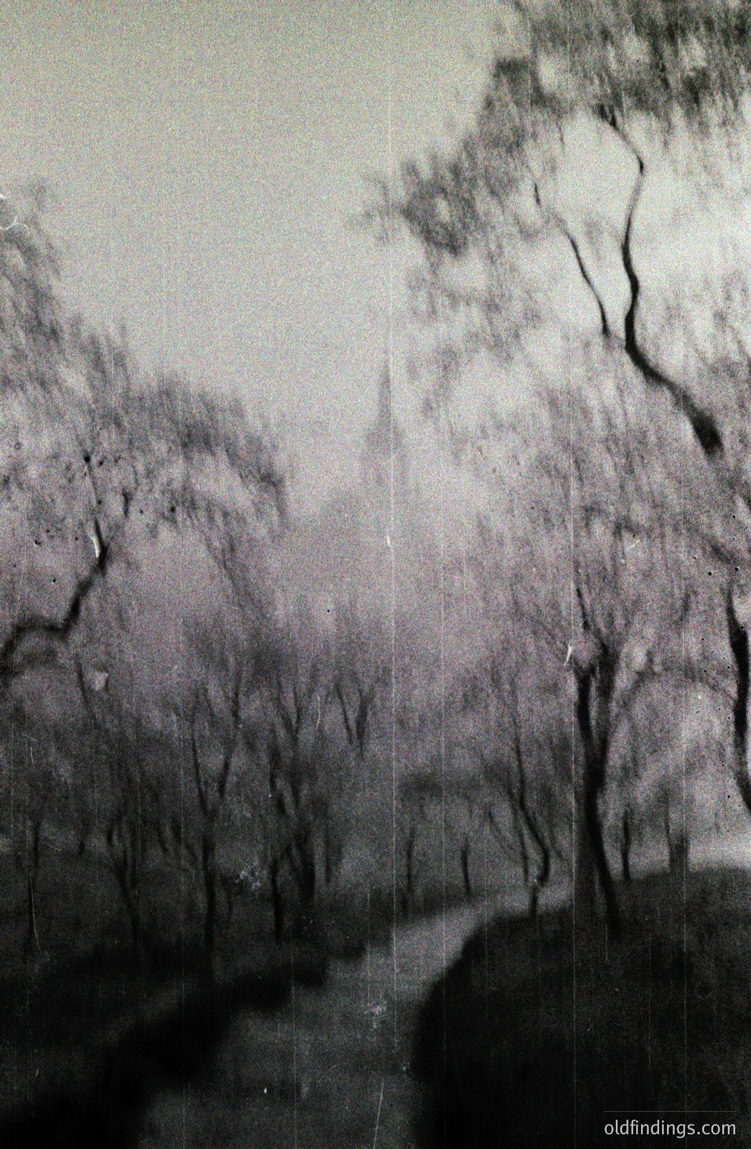 Ethereal monochrome landscape. Bare trees dominate the composition, creating an abstract and textured visual. A shadowed figure stands in the foreground, subtly integrated with the natural scene. Likely early 20th century photographic technique. Shows strong tonal range and atmospheric perspective.