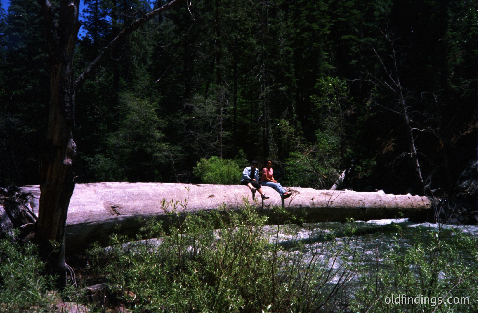 Two figures perch on a large fallen log spanning a rushing stream within a dense forest. The log appears sun-bleached, contrasting with the dark green foliage. Likely a recreational area, possibly a national park. The photograph evokes an outdoorsy, adventurous spirit.