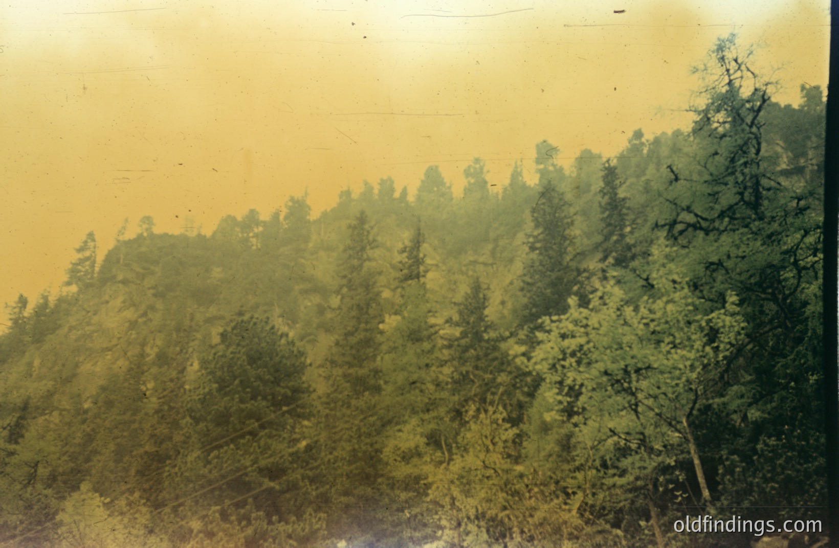 Lush hillside densely populated with evergreen trees, viewed from a lower vantage point. Hazy atmosphere contributes to a muted, golden-yellow coloration. Likely captured with film, showing visible dust/age marks. Appears to be a rural landscape.