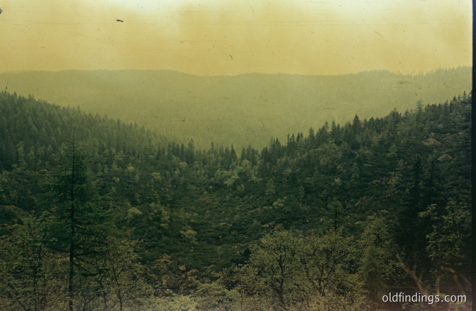 Lush coniferous forest blankets rolling hills under a hazy sky. The image exhibits characteristics of aged film, including a color cast and slight grain. Likely taken in the mid-20th century, possibly for tourism or forestry documentation. Visual data suggests a Pacific Northwest location.