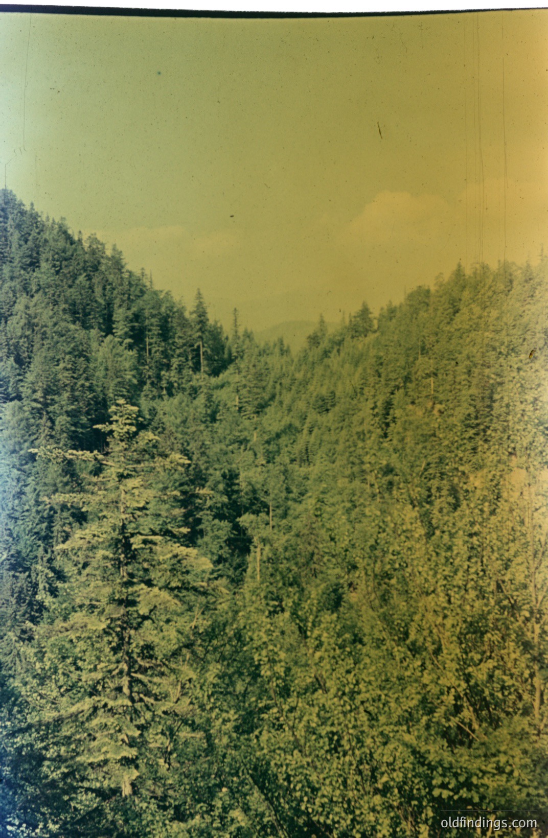 Lush, densely packed evergreen forest blankets rolling hills. A mountain peak is visible in the hazy distance. Appears to be a vintage color print, likely from the mid-20th century. Rich green tones dominate, with atmospheric perspective softening the background.