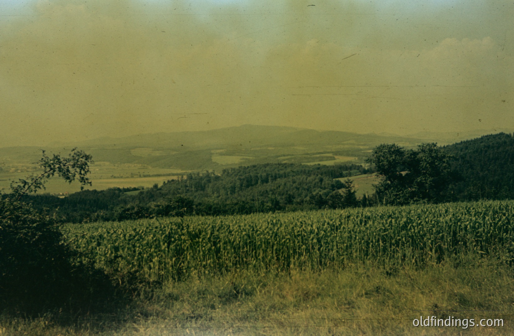 Lush, terraced cornfields dominate the midground, sloping toward a distant, hazy mountain range. Dense forest lines the hillsides. Likely a rural landscape, captured with a warm, faded color palette. Suggests agricultural practices and landscape management. Possible 1970s timeframe.