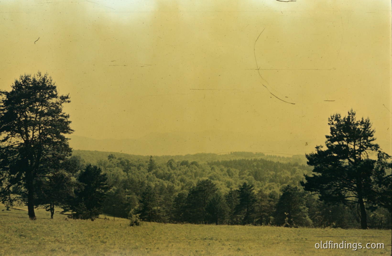 A sweeping landscape view: tall pine trees frame a hillside covered in dense evergreen forest. Gentle undulation defines the terrain, leading to distant, hazy mountains. Likely captured in the mid-20th century, exhibiting vintage color palette. Represents outdoor recreation & natural beauty.