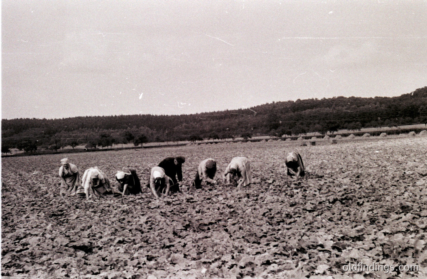 A group of figures, likely laborers, work bent over a field of tilled earth under a hillside landscape. Visible are rows of what appears to be small, hand-picked crops. Rural setting, potentially agricultural labor. Approximate date: 1930s-1950s. Valuable for documenting farming practices and rural life.