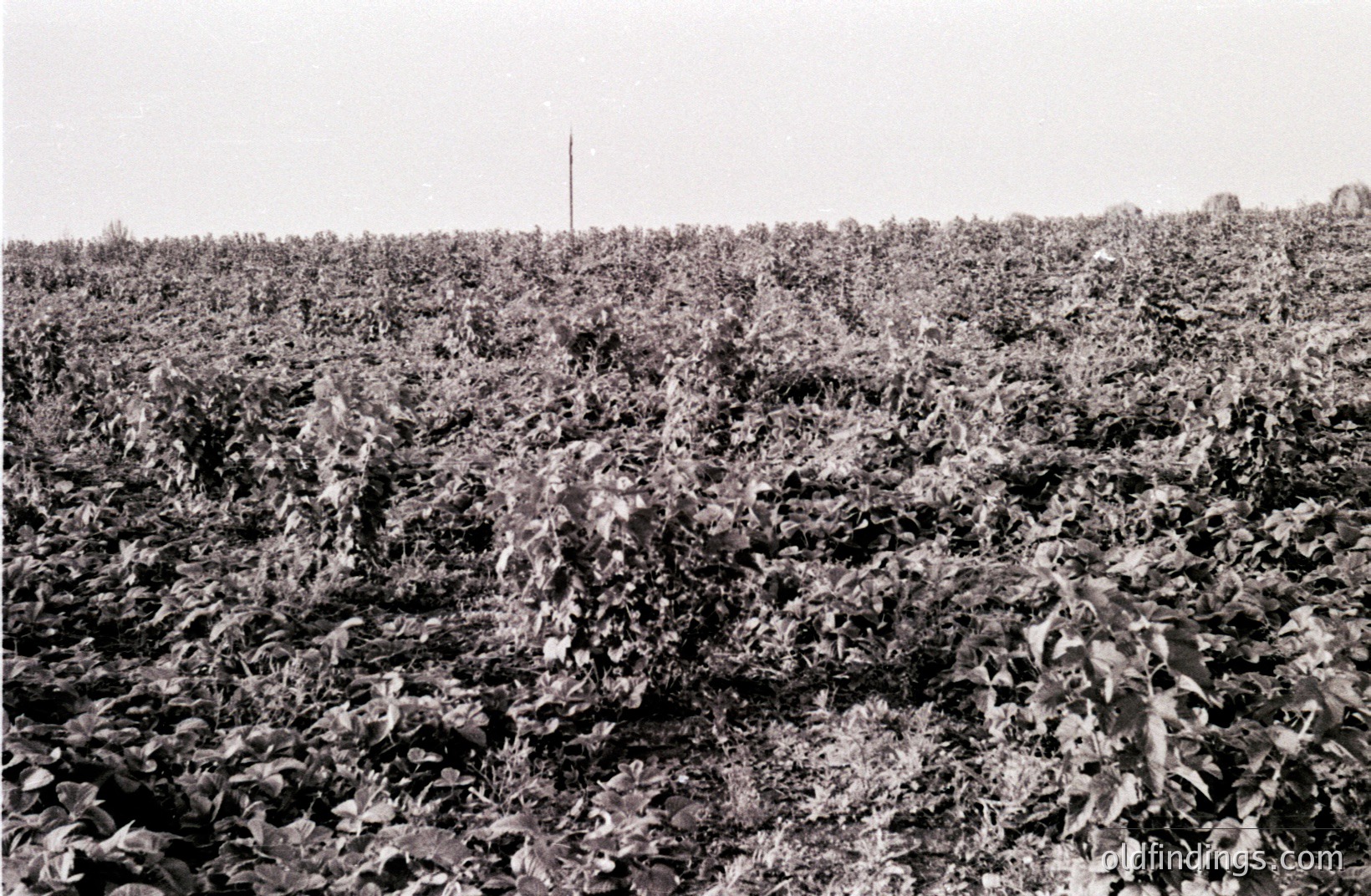 An expansive field of dense, leafy vines dominates this grayscale image. A lone, slender pole rises from the center of the scene. The ground is uneven, suggesting a slightly hilly terrain. Appears to be an agricultural setting, likely depicting grapes or similar climbing plant cultivation. Possibly taken mid-century.