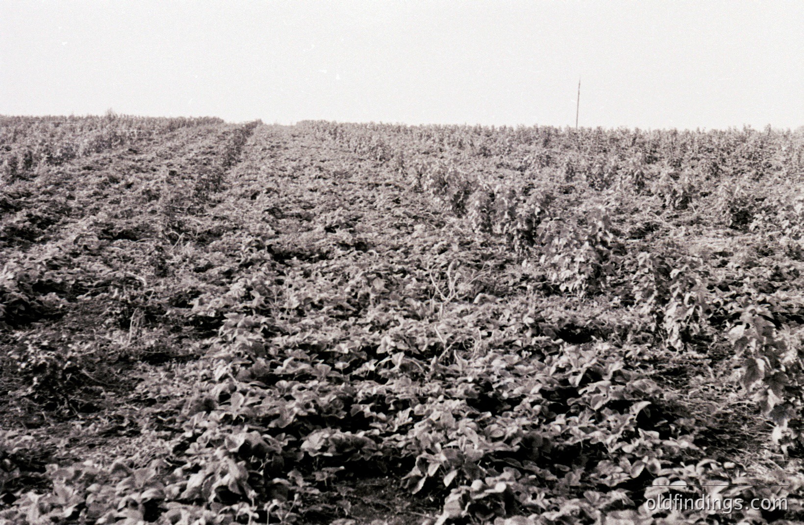 Dense, monochrome view of a field of leafy plants, possibly soybeans or a similar crop, growing in meticulously aligned rows. The ground appears slightly uneven, creating subtle texture. A distant utility pole is visible on the horizon. Likely a mid-20th century agricultural scene.