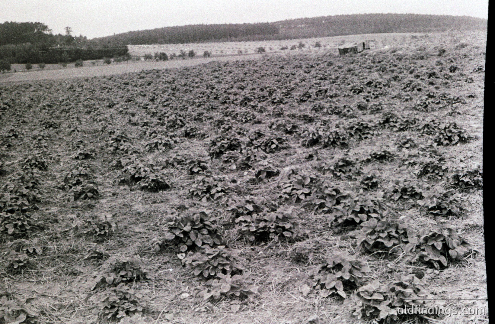 Overlooking a field of harvested crops, likely tobacco, on a gently sloping hillside. A small, simple farmhouse sits at the crest of the hill. Sparse vegetation populates the background. Appears to be a rural agricultural landscape. Likely late 19th or early 20th century.