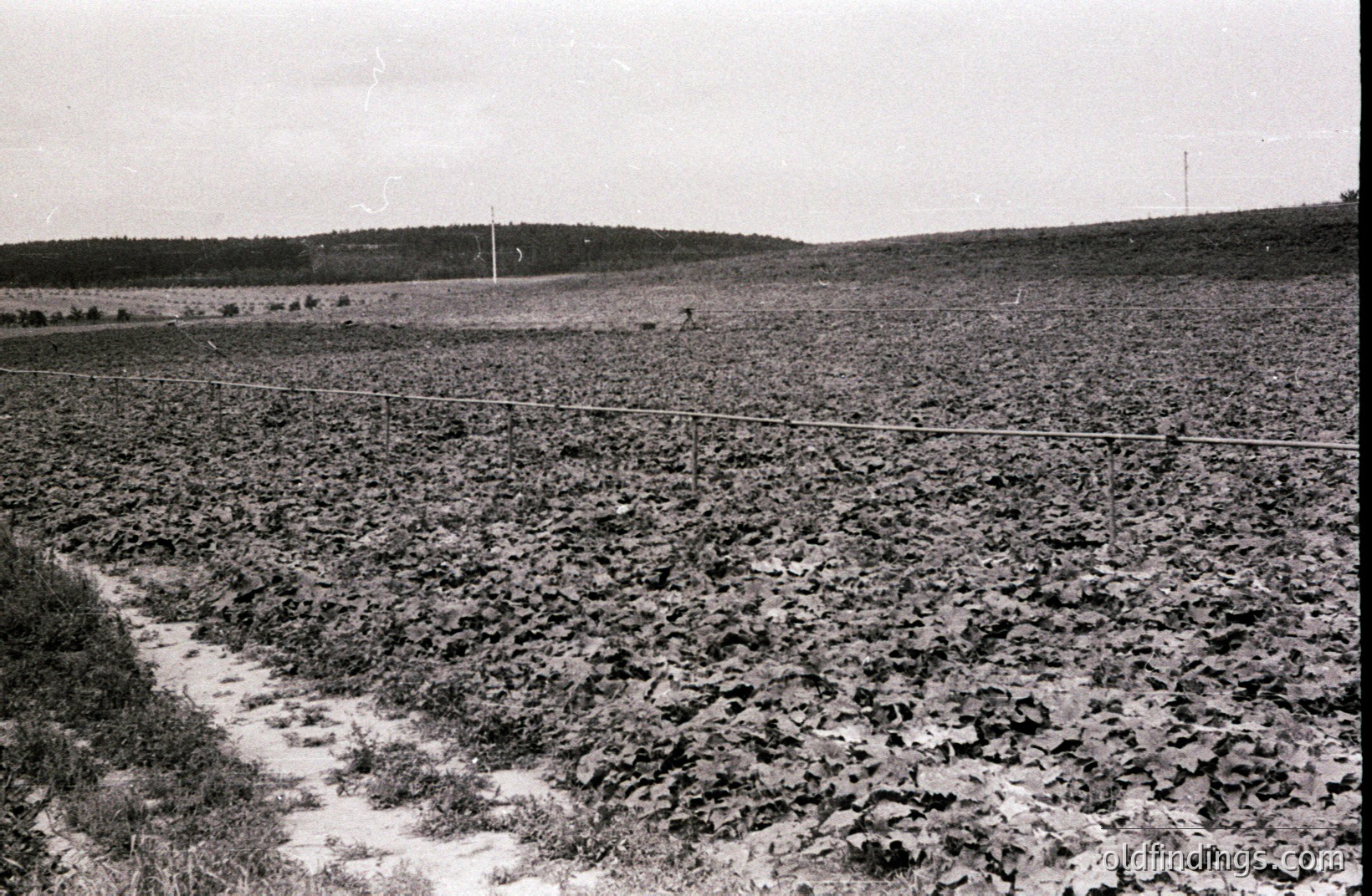 Monoculture field of leafy plants, possibly grapes or hops, stretches across a gentle slope. A wire fence runs across the midground, with a dirt path leading into the field. Distant treeline and utility poles visible on the horizon. Likely agricultural scene.
