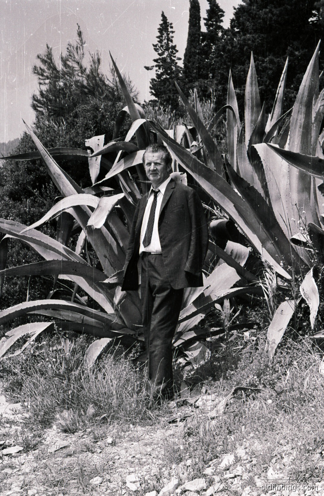 A man in a dark suit and tie stands amidst large agave plants. The composition features a shallow depth of field and a grainy texture, typical of mid-century photography. Possible travel or documentary subject. Location appears to be a Mediterranean hillside.
