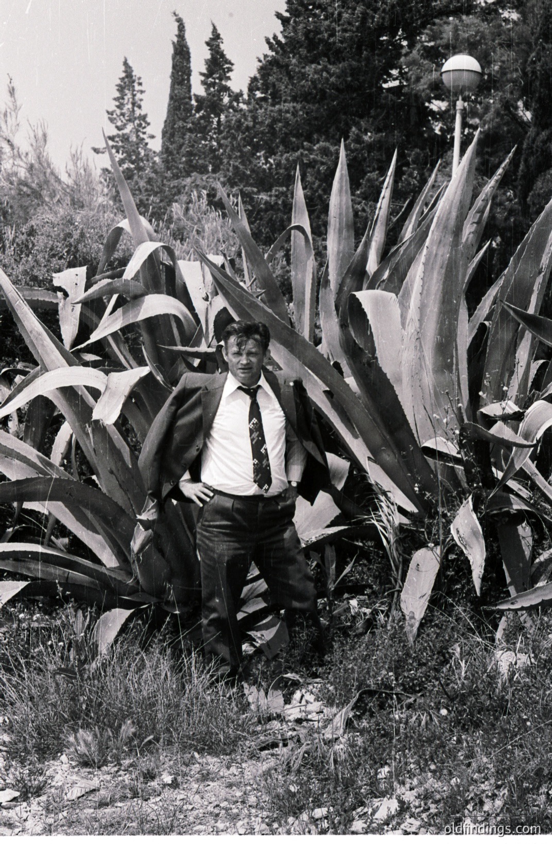 Man in a suit, tie, and dark trousers stands confidently amidst large agave plants. Cypress trees are visible in the background. Likely a formal portrait taken outdoors, possibly for a business or family archive. Appears to be mid-20th century style.
