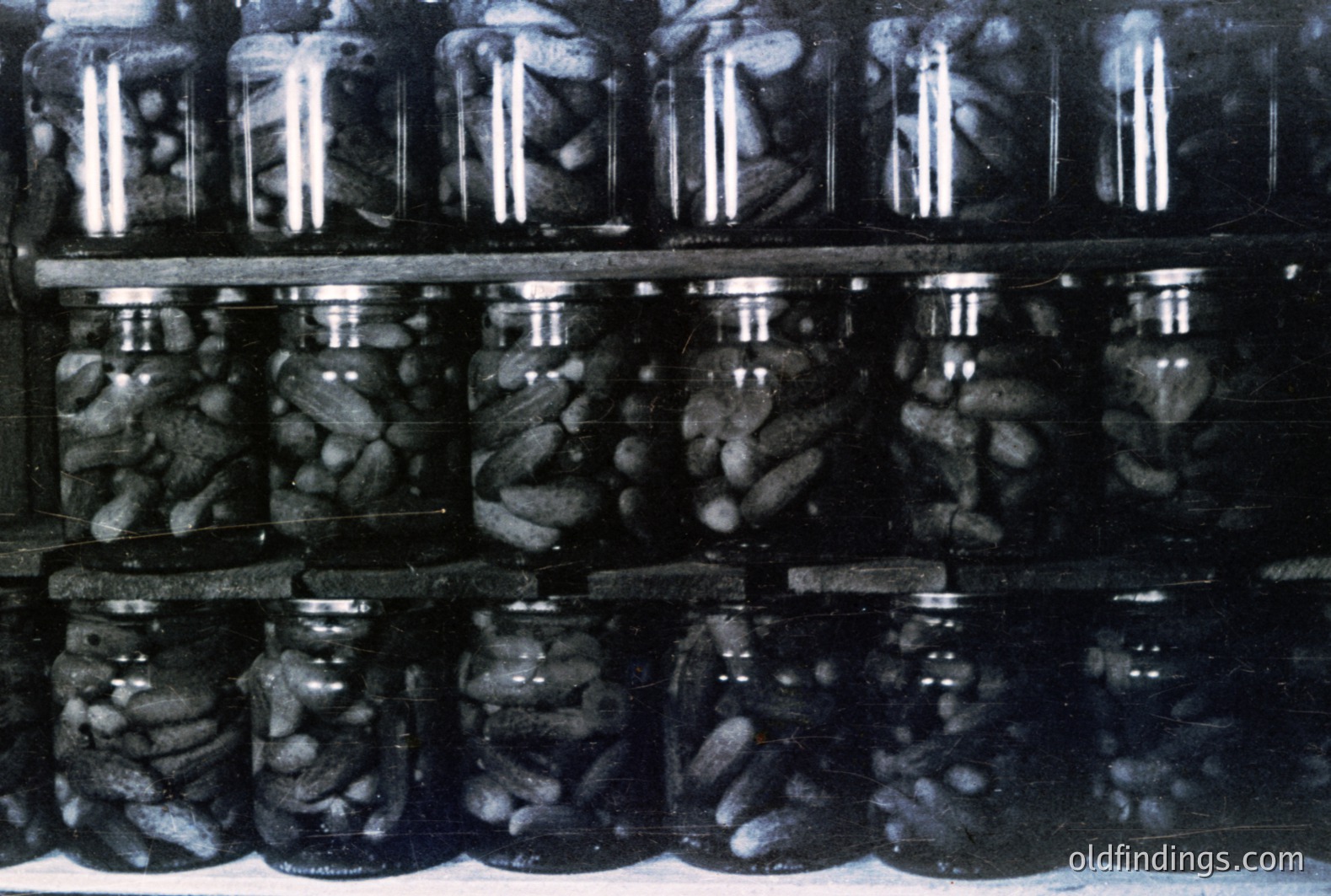 Rows of glass jars filled with pickled cucumbers are meticulously arranged on a shelf. The monochromatic image highlights the texture of the pickles and the condensation on the jars. Likely a vintage food preservation scene.