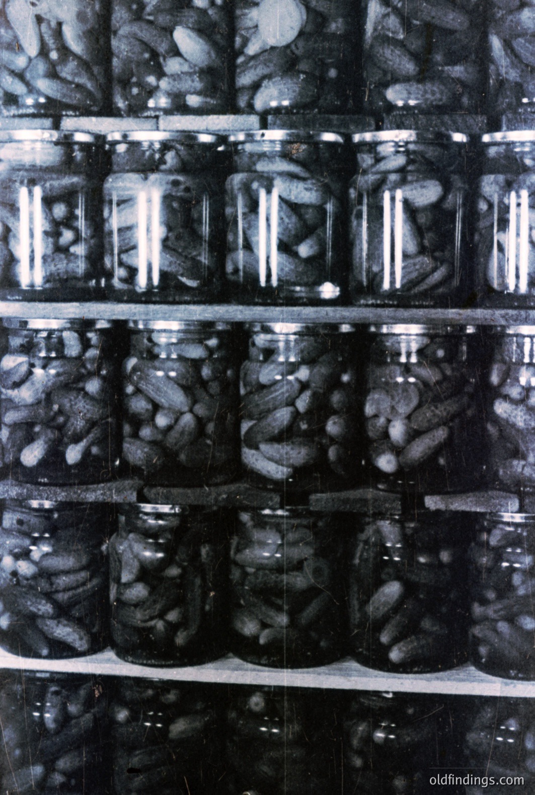 Shelves densely packed with glass jars, filled with pickled cucumbers preserved in brine. Likely a home canning operation, showcasing a traditional food preservation method. The black and white tones suggest a vintage photograph, potentially from the mid-20th century.