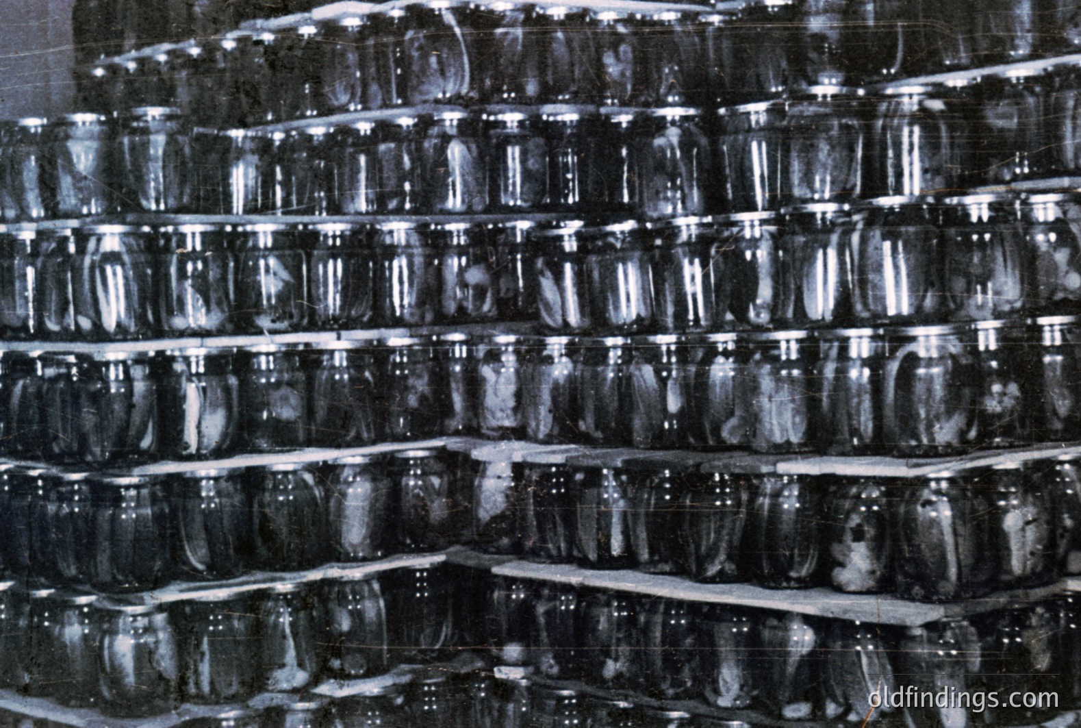 Stacked shelves display numerous glass jars filled with what appears to be pickled fish, possibly anchovies. The image suggests a traditional food preservation or processing operation. Black and white photography evokes a vintage or archival feel, likely 1960s-1970s. Potential commercial value for food industry stock or historical context.
