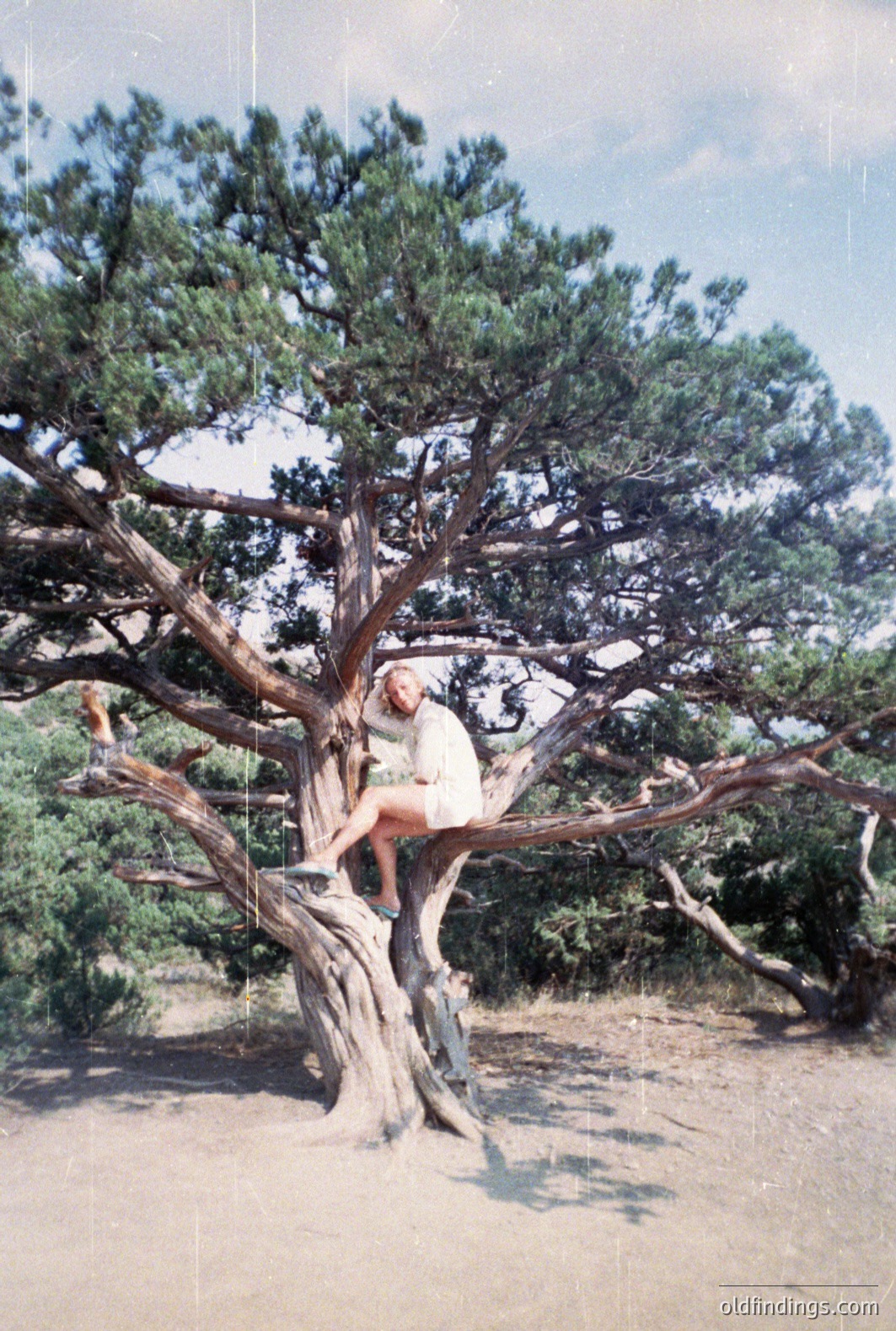 A young woman perched on a large, gnarled juniper tree, clad in a white dress and sandals. The tree displays a low-branching structure over a sandy, arid landscape. Likely taken in the American Southwest, the scene evokes a sense of playful exploration and rustic charm. Film grain suggests a 1970s or 80s vintage aesthetic.