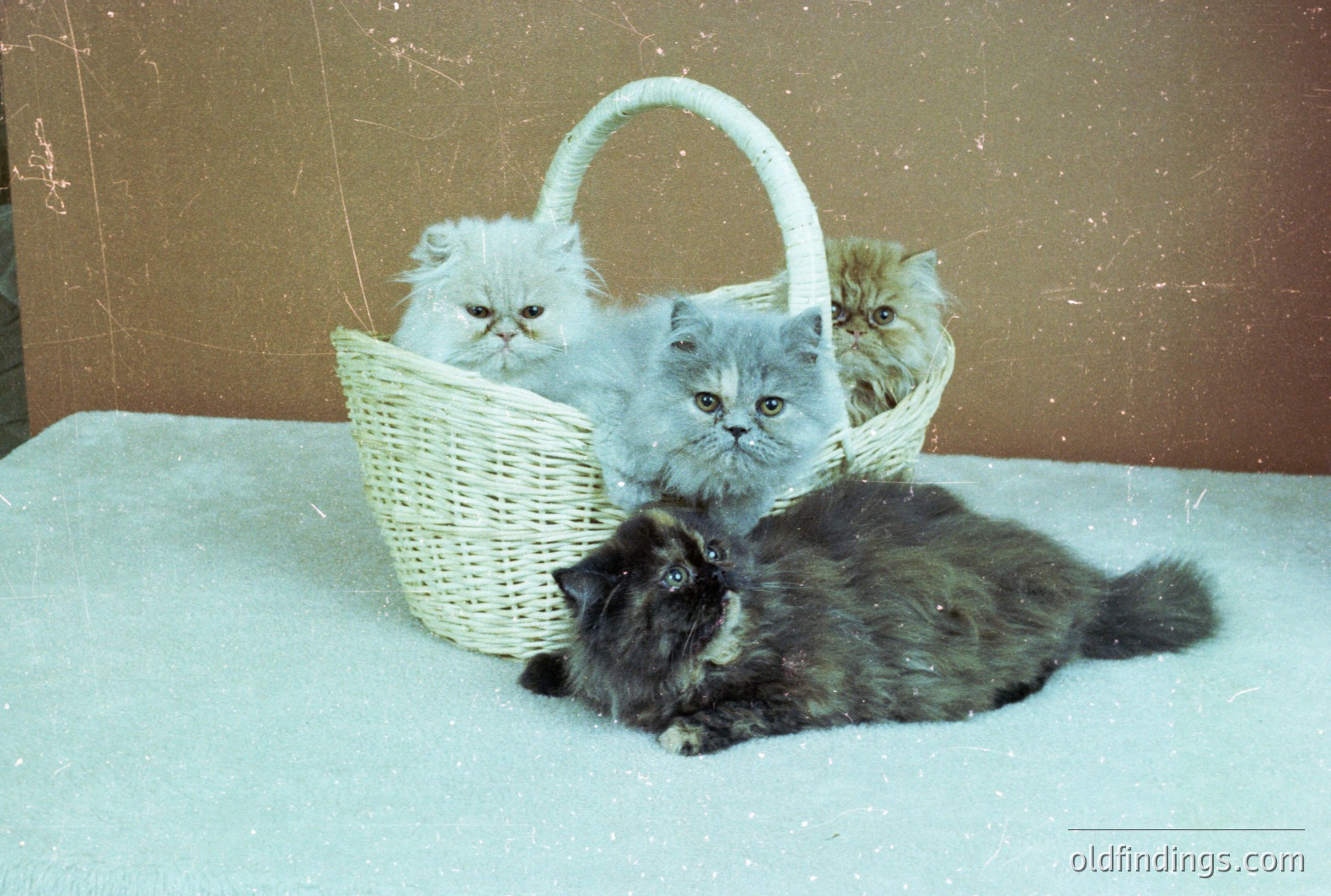 A charming vintage photograph features three fluffy Persian kittens nestled in a wicker basket. A fourth kitten lounges on a soft, textured blanket below. The image, likely a studio portrait, exhibits warm color tones and a slightly faded aesthetic indicative of the 1970s. The kittens display various coat colors: grey, cream and smoke.