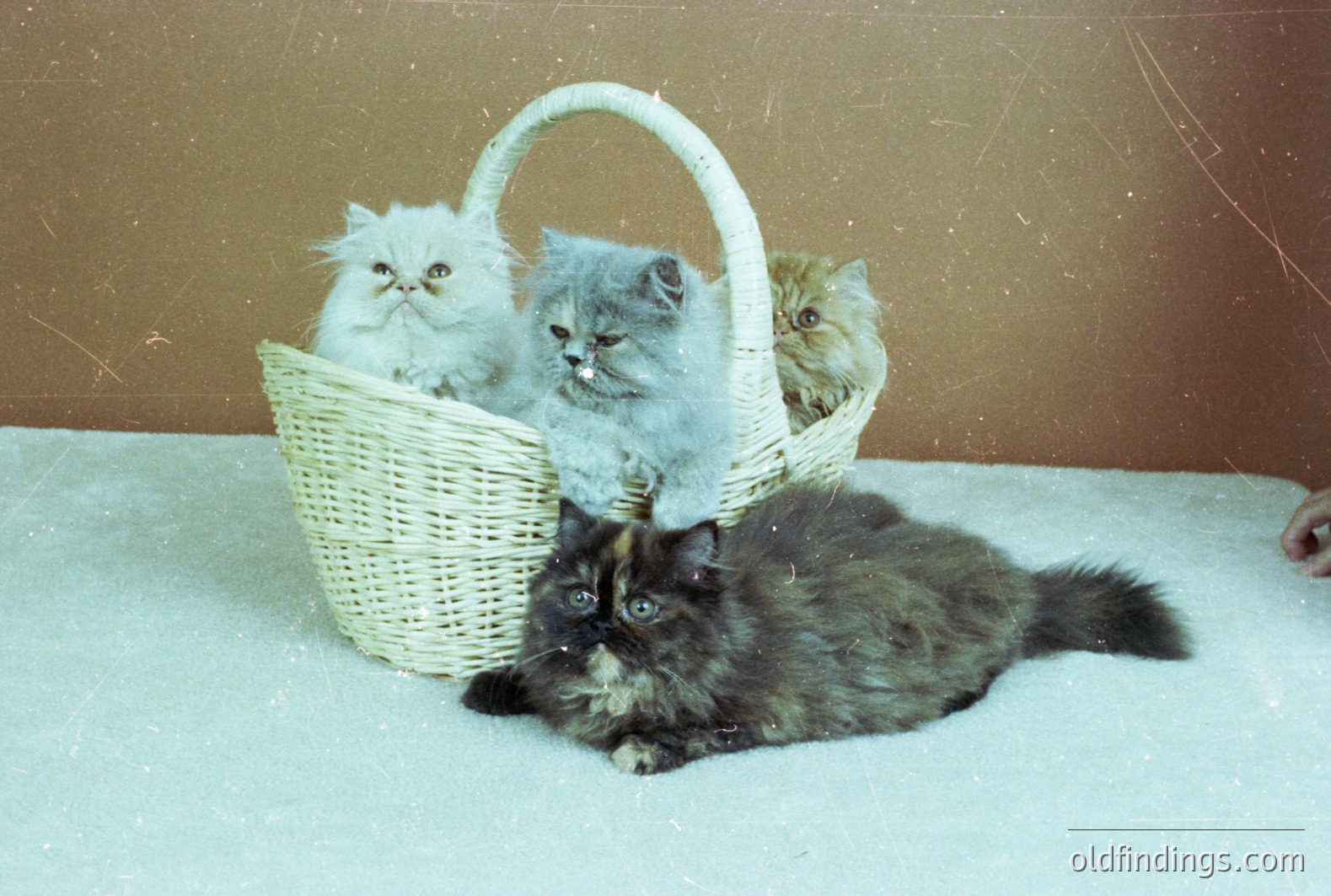 A charming vintage photograph showcasing three Persian kittens nestled in a wicker basket, alongside a larger adult Persian cat. The kittens exhibit cream, grey and ginger coloration. The adult cat, displaying a tortoiseshell pattern, sits attentively. Likely a 1970s domestic scene, potentially for breeder promotion.