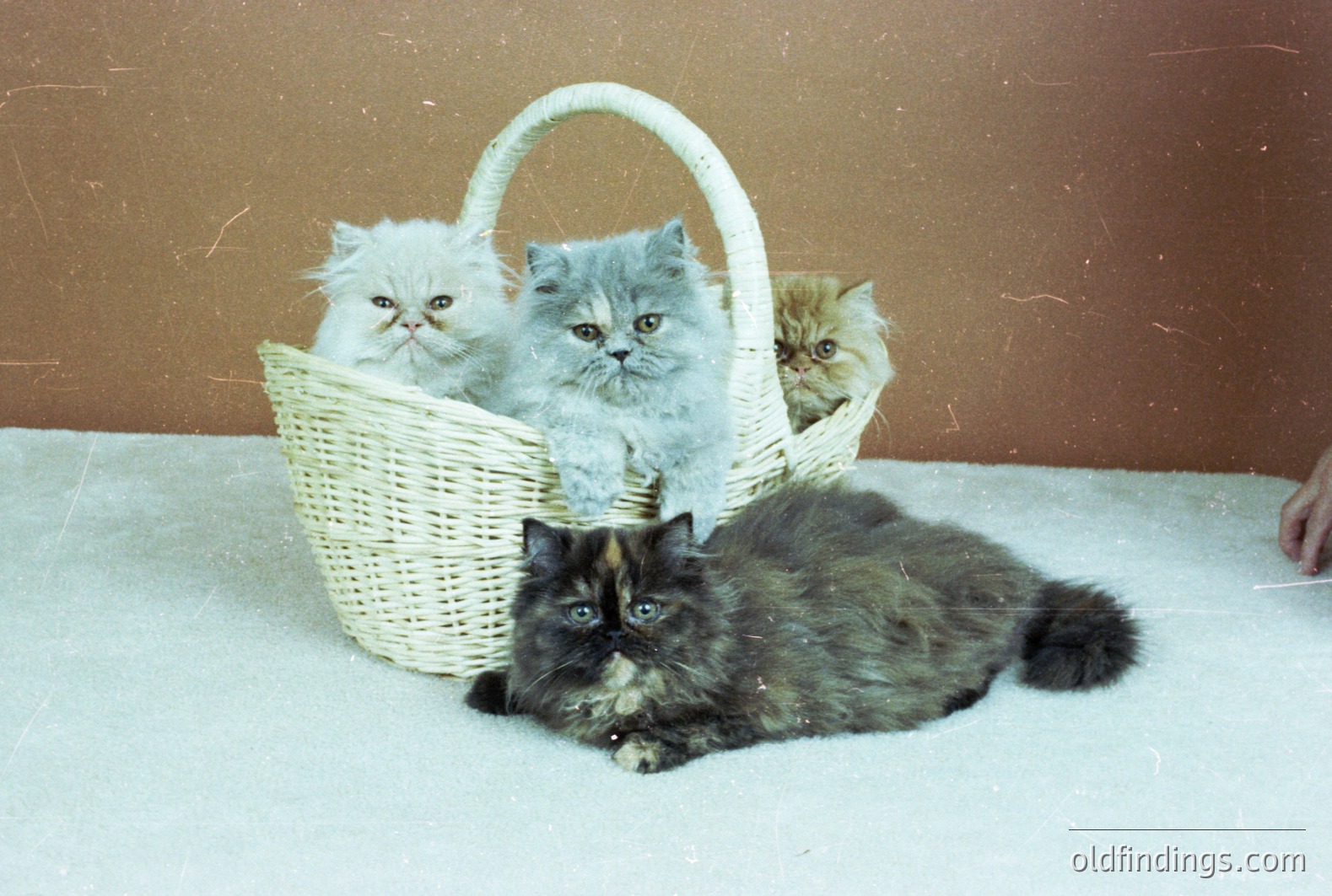 Three fluffy Persian kittens in a woven basket are posed with an adult Persian cat on a plush carpet. The background is a plain brown wall. Likely a 1970s pet portrait, showcasing the breed’s popularity. Could be stock photography for animal-themed designs.