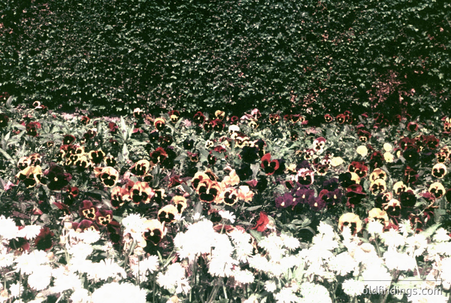 Vibrant, densely planted flower bed features rows of pansies in hues of white, purple, yellow, and red. The floral display sits atop a dark, undefined base, possibly a slope or retaining wall. Likely a promotional or horticultural image, possibly from the 1970s.