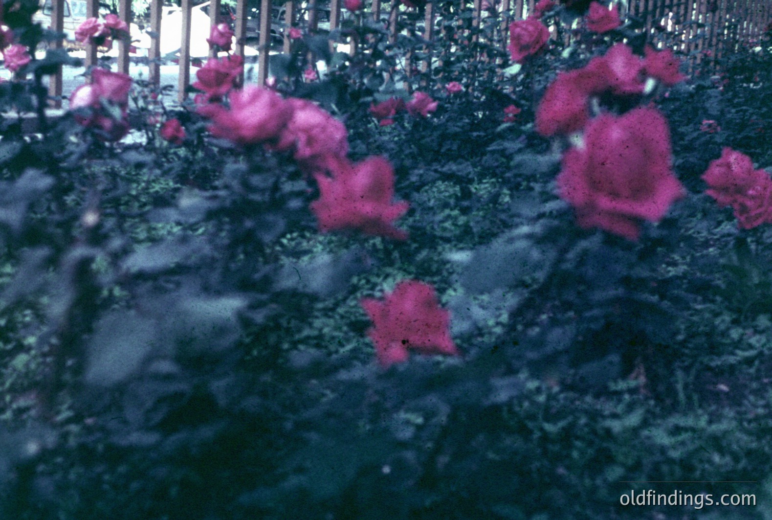 Vibrant pink roses bloom densely amidst dark foliage, seen through a wrought-iron fence. The image exhibits a faded, vintage aesthetic, possibly film-based. Likely a garden scene, the photo’s coloration suggests an earlier era. Potential stock reference for floral design.