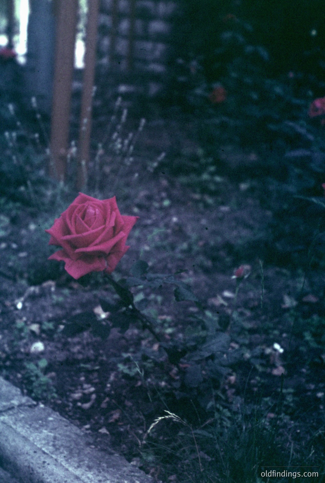 Striking close-up of a vibrant red rose, emerging from dark, lush foliage. A weathered stone ledge is visible at the base. The color palette suggests a faded or deliberately altered vintage print, possibly from the 1970s. The image's stark contrast & selective color could lend itself to design use.