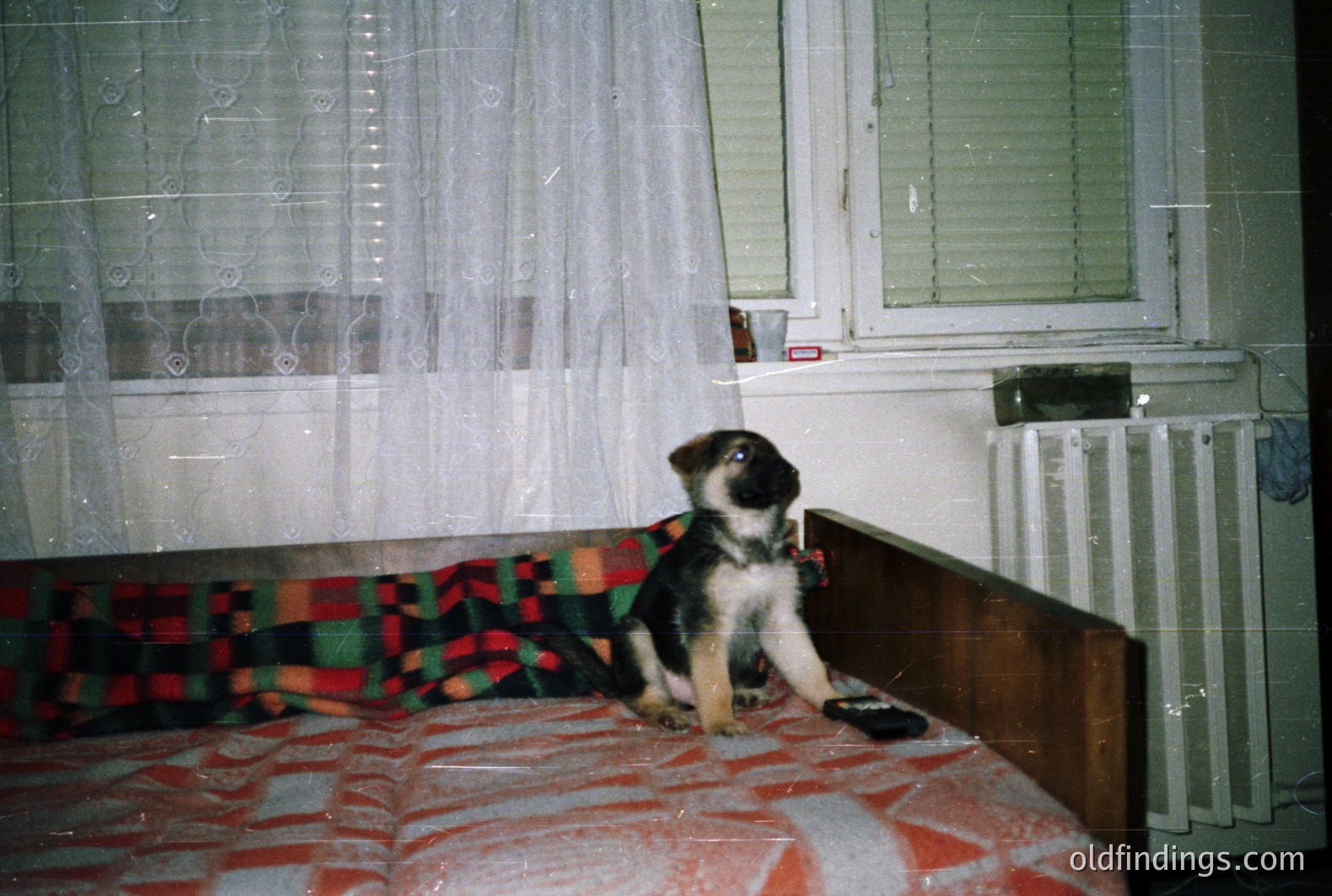 A young German Shepherd puppy sits on a bed covered in a red and white checkered blanket, gazing directly at the camera. Interior view features a lacy curtained window and a white radiator. Likely a candid family snapshot, potentially 1980s or 1990s. Vintage film aesthetic.