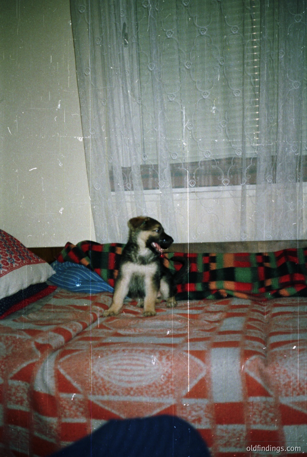 A playful German Shepherd puppy sits attentively on a patterned bedspread. The room's decor includes lace curtains & a plaid throw. Likely a snapshot from the 1980s or 1990s; visible film grain adds to a nostalgic aesthetic.