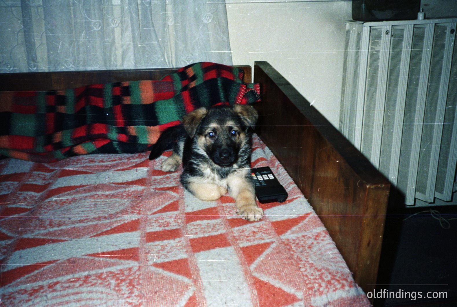 A young German Shepherd puppy lies on a patterned bedspread, looking directly at the camera. A vintage, brick-patterned radio sits beside the pup. The room's decor suggests a 1970s or early 1980s interior. Likely a domestic snapshot.