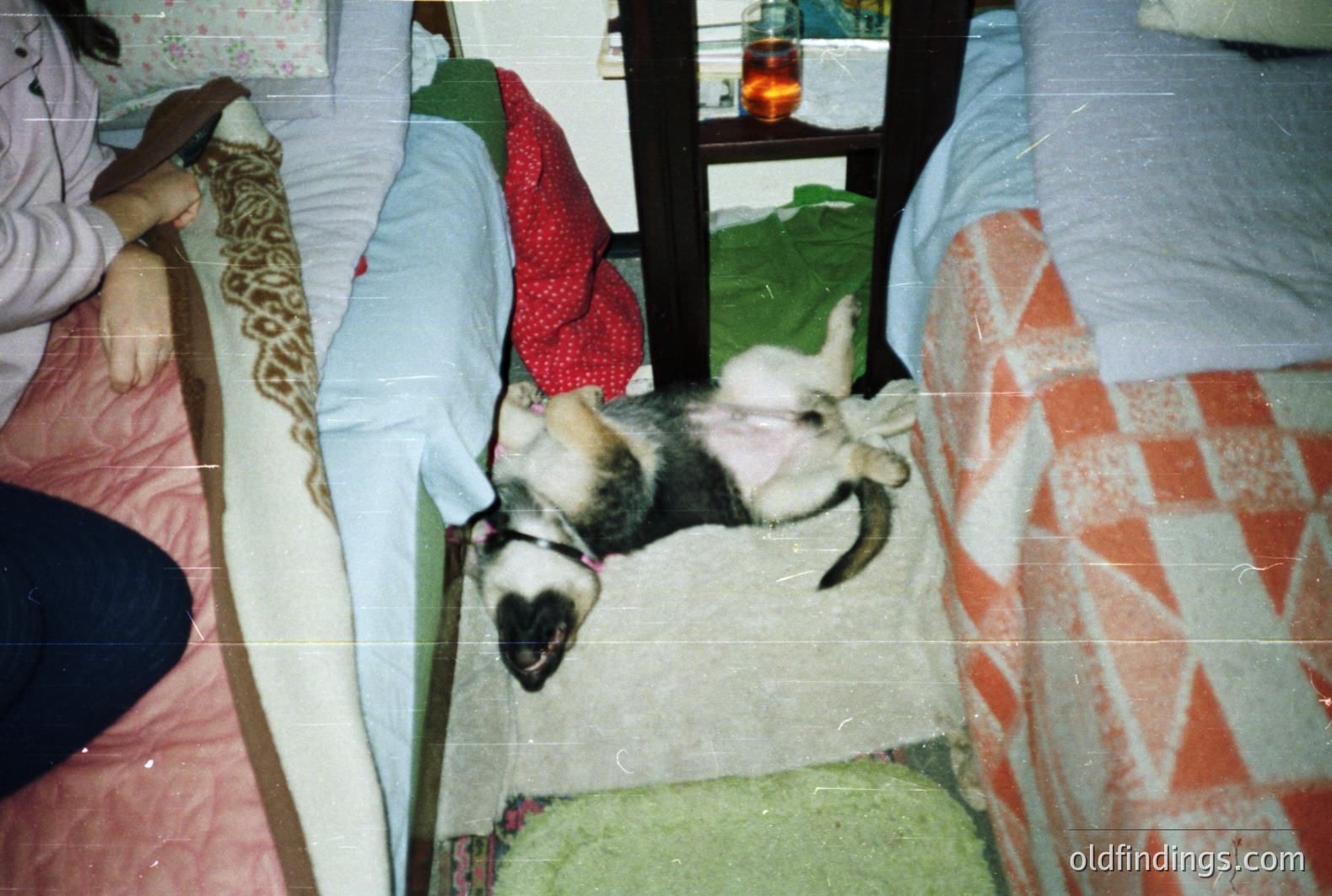 A black and white dog sprawls on a patterned bedspread, seemingly asleep. A portion of a person’s legs in dark pants are visible in the foreground. The image has a dated, slightly grainy aesthetic, suggesting film photography. Interior setting with a dark wood table and visible objects. Likely a candid moment.
