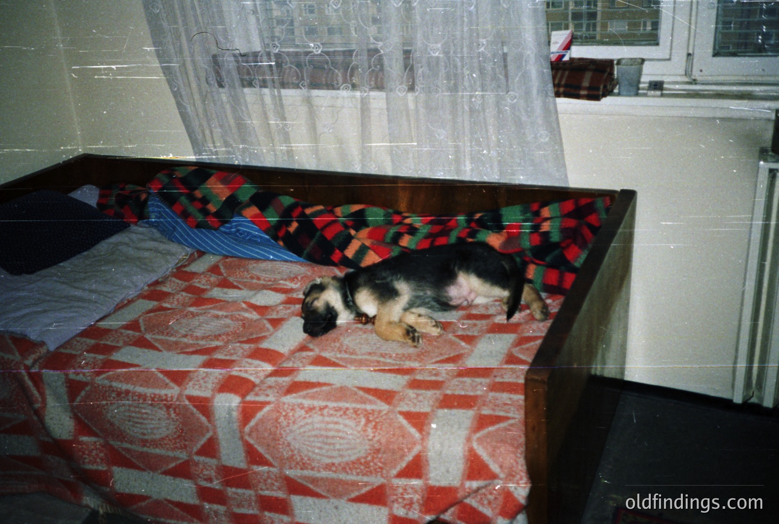A young dog sleeps on a patterned red and white bedspread within a dark wood frame bed. Sheer curtains and a window suggest an interior view. A plaid blanket is draped on the headboard. The image exhibits visible film grain & light leaks, indicating vintage photography.