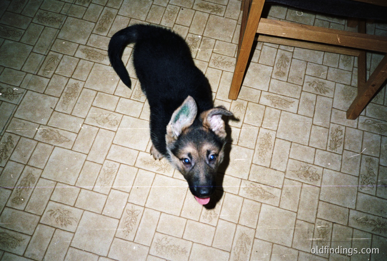 Close-up, high-angle view of a young German Shepherd puppy looking upward with an open mouth. Subject is centered on a tiled floor near a wooden chair. The puppy's dark fur contrasts with the light-colored floor. Likely an interior scene.