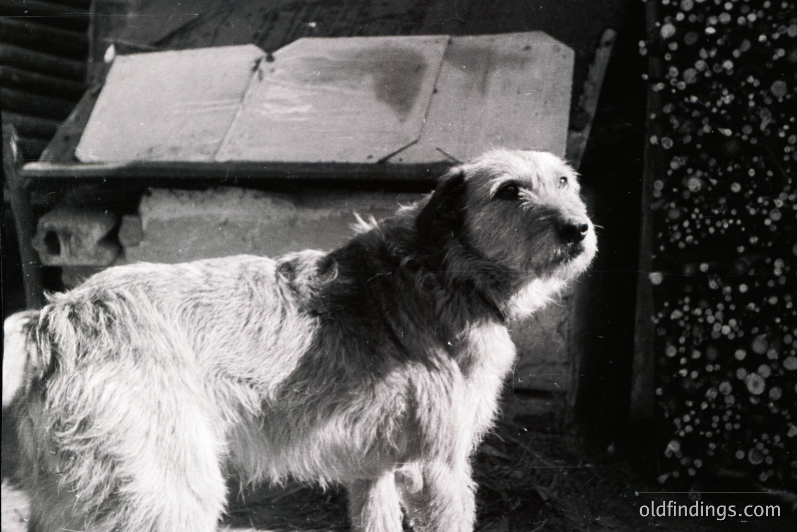 A medium-long shot captures a scruffy, medium-sized dog, likely a mixed breed, looking upward. The dog has thick, wiry fur and a collared neck. A weathered, corrugated metal structure sits behind it. Grainy texture suggests film photography, potentially 1960s or 70s.